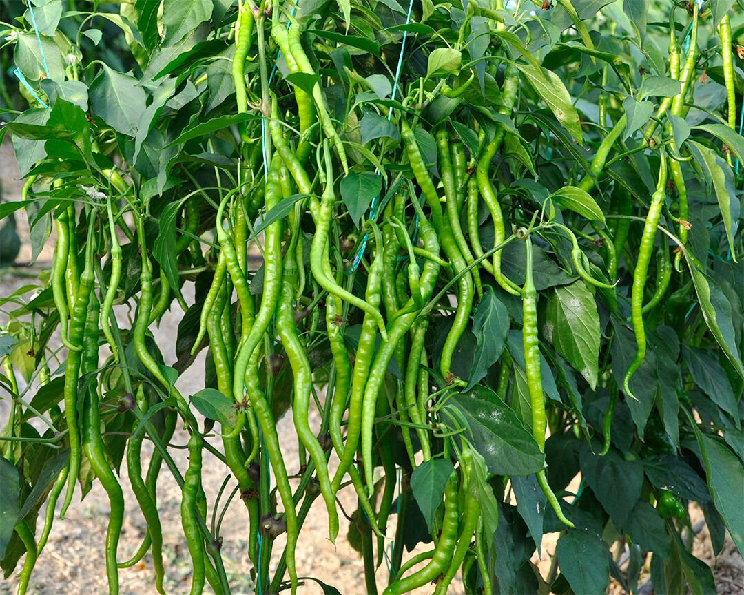 1 kg Kıl Biber Tatlı