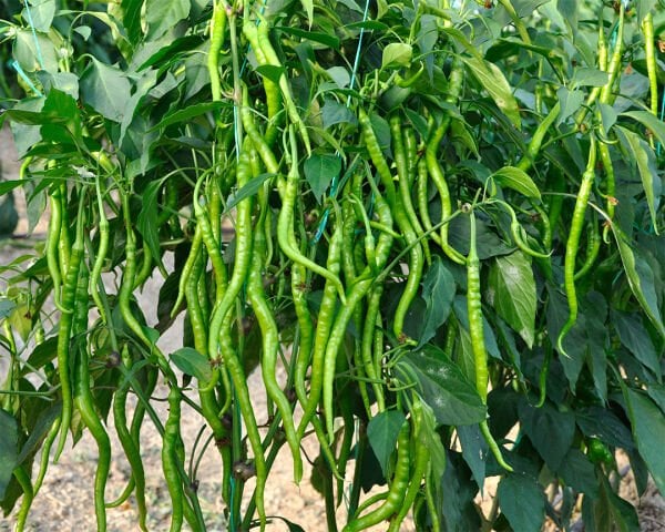 1 kg Kıl Biber Tatlı