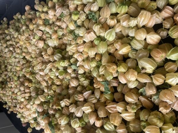 Altın Çilek Yer Kirazı 500 GR Meyve