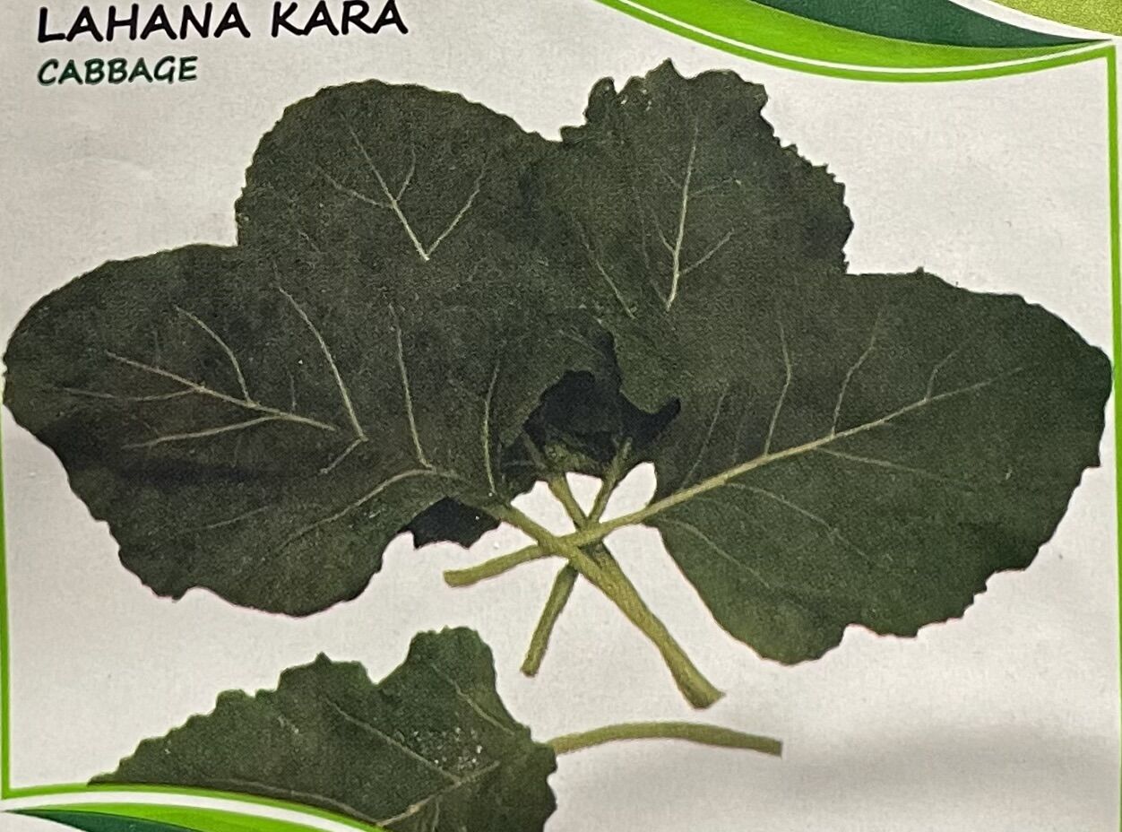 Lahana Kara Tohumu  10 Gr