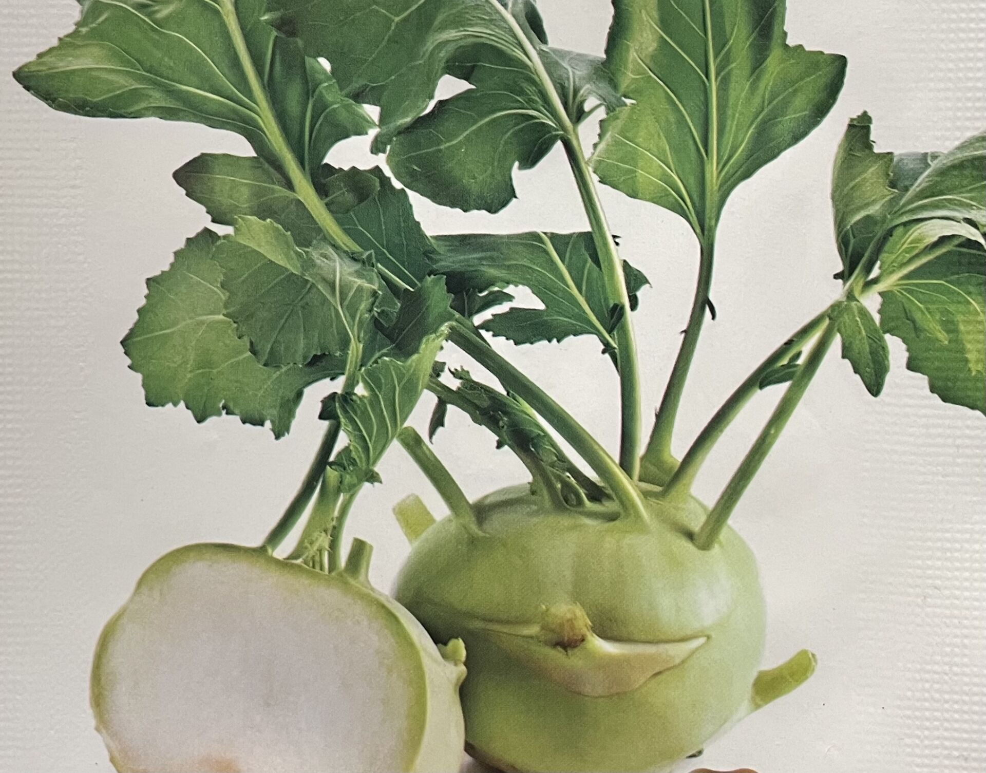 Beyaz ALABAŞ  1 Gr Tohumu