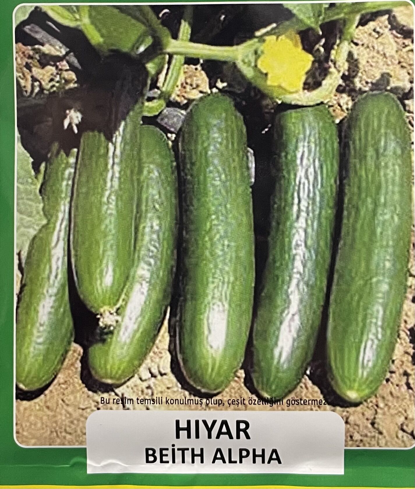 Hıyar Tohumu  10 Gr