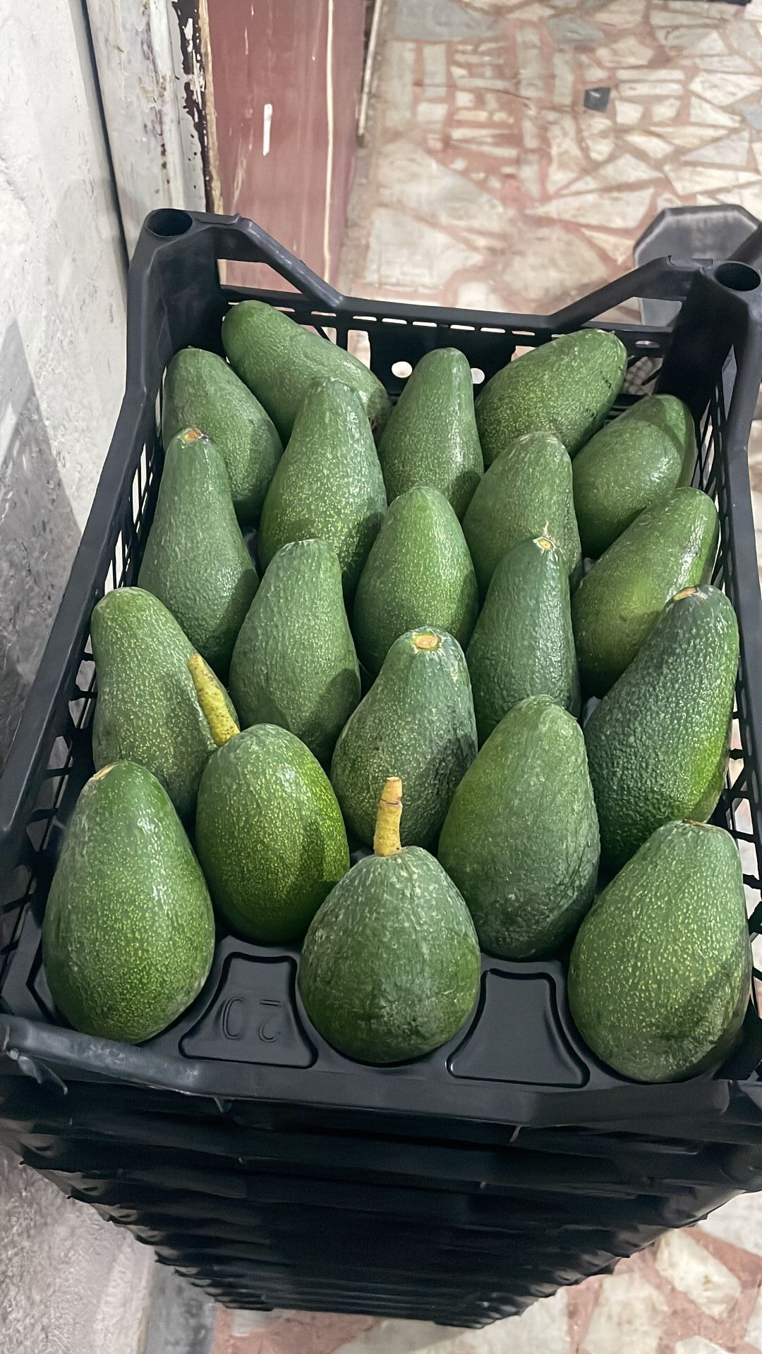 Avokado 1 KG Küçük Boy