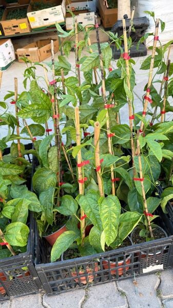 Pasiflora (Çarkıfelek) Fidesi Büyük Saksı 30 cm Üstü