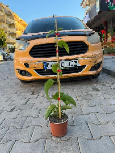 Pasiflora (Çarkıfelek) Fidesi Büyük Saksı 30 cm Üstü