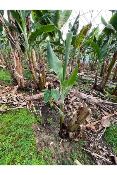 Sökme MUZ Fidesi  1 mt Üstü