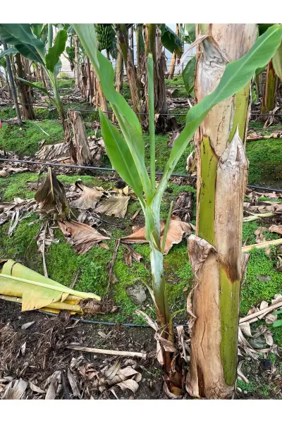 Sökme MUZ Fidesi  1 mt Üstü