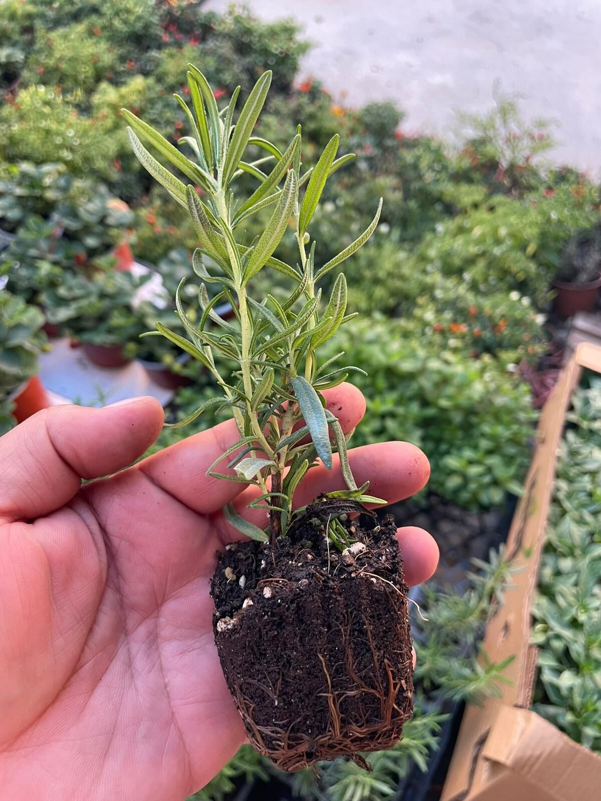 Biberiye Fidesi 1 Adet Küçük Saksı