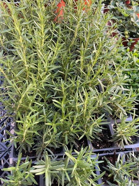 Biberiye Fidesi 1 Adet Küçük Saksı