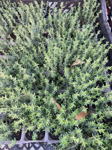 Dağ Kekiği Küçük Saksı Dikime Hazır Fide.